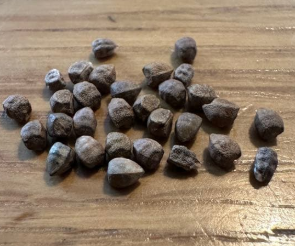 Euphorbia geroldii 6 Pieces Seeds