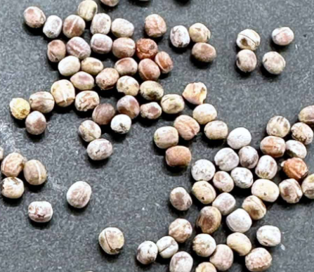 Euphorbia horrida var. horrida snowflake 6 Pieces Seeds
