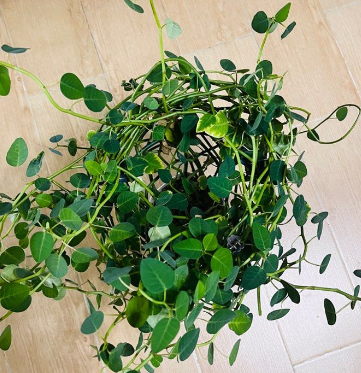 Euphorbia gradyi 7 Pieces Seeds