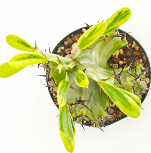 Euphorbia ammak f.variegata 7 Pieces Seeds