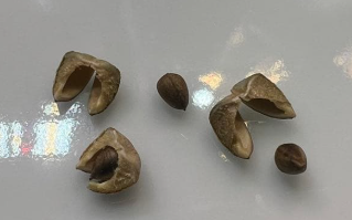 Euphorbia cooperi 6 Pieces Seeds