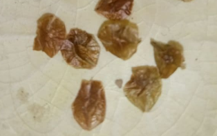 Ceraria pygmaea 5 Pieces Seeds