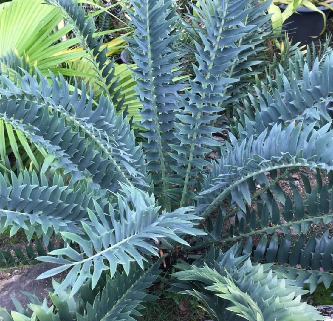 Encephalartos Arenarius 2 Pieces Seeds