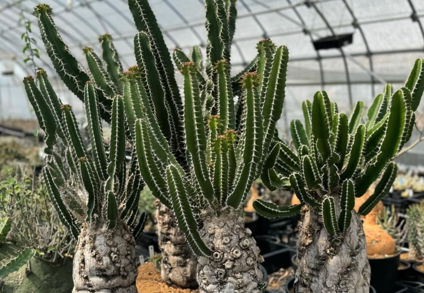Euphorbia mlangeana 4 Pieces Seeds