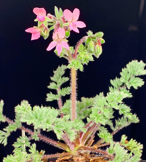 Pelargonium Classicale 5 Pieces Seeds