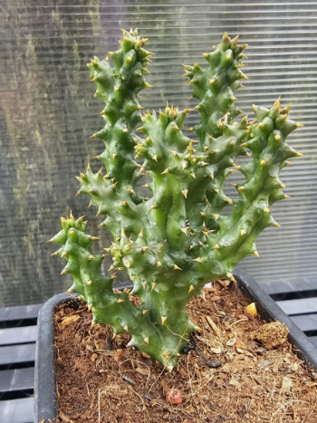 Edithcolea grandis "Unique" 6 Pieces Seeds
