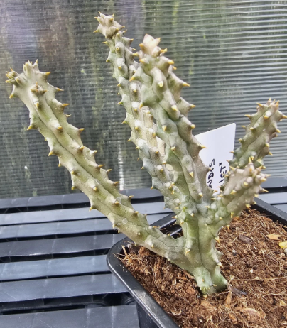 Edithcolea grandis "Scarlet" 6 Pieces Seeds