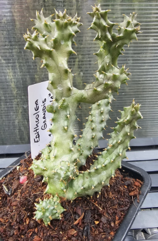 Edithcolea grandis"Red Anna" 6 Pieces Seeds