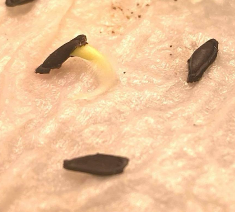 Ceropegia dimorpha 5 Pieces Seeds