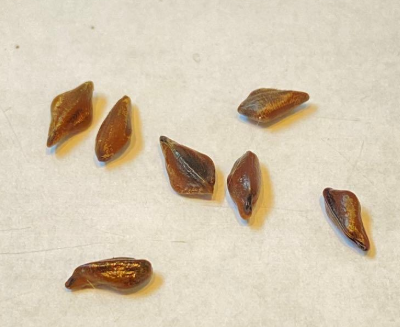 Senna didymobotrya 7 Pieces Seeds