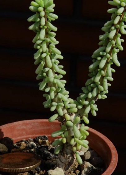 Ceraria namaquensis 5 Pieces Seeds