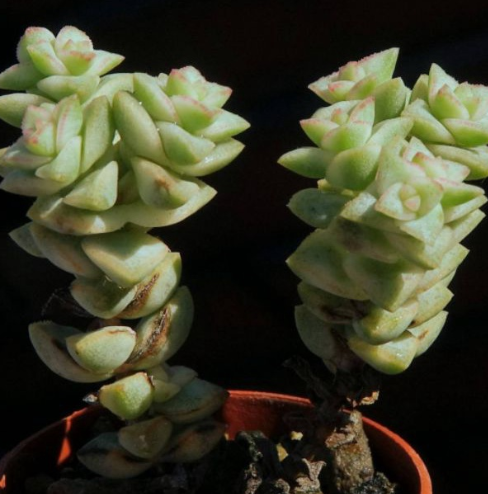 Crassula rupestris variegate 'pastel' 10 Pieces Seeds