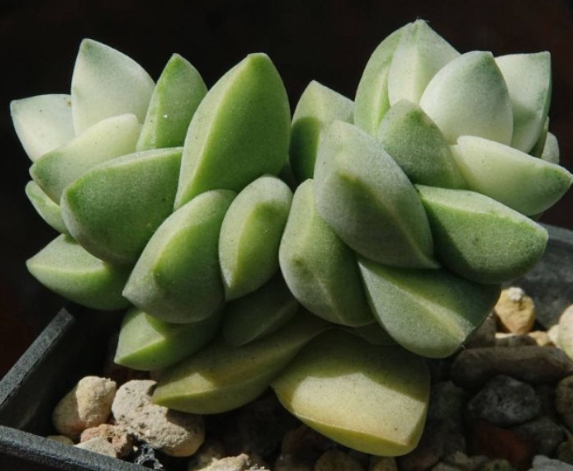 Crassula cv. Moonglow variegata 10 Pieces Seeds