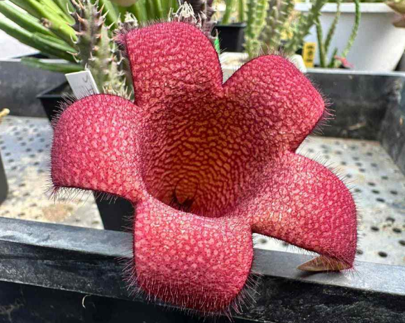 Tavaresia Fire Phoenix 6 Pieces Seeds