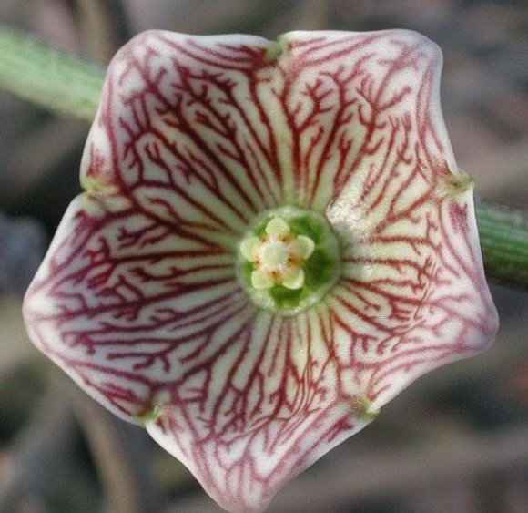 Cynanchum insigne 5 Pieces Seeds