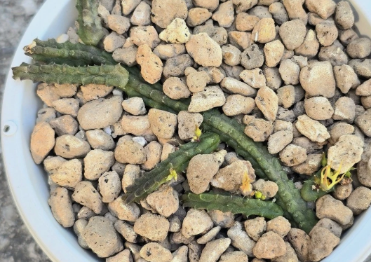 Ophionella arcuata 5 Pieces Seeds