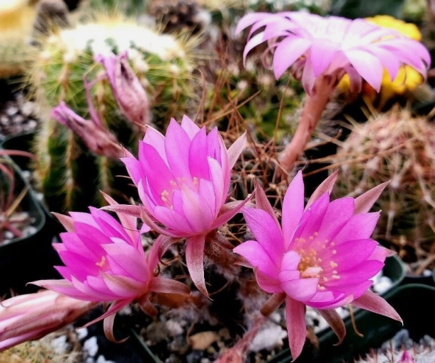 Lobivia wrightiana 10 Pieces Seeds