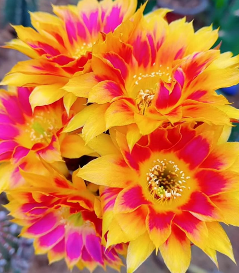 Lobivia Sunny Kakiko 10 Pieces Seeds