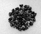 Astrophytum Ornatum 10 Pieces Seeds