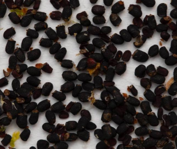 Rebutia Muscula 10 Pieces Seeds