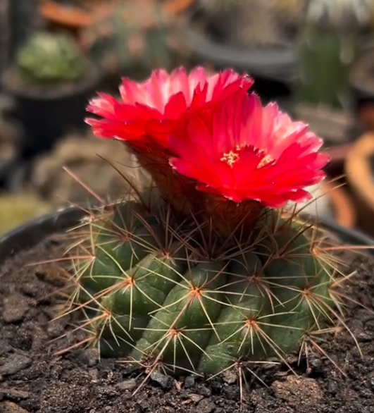 Notocactus Ottonis 10 Pieces Seeds