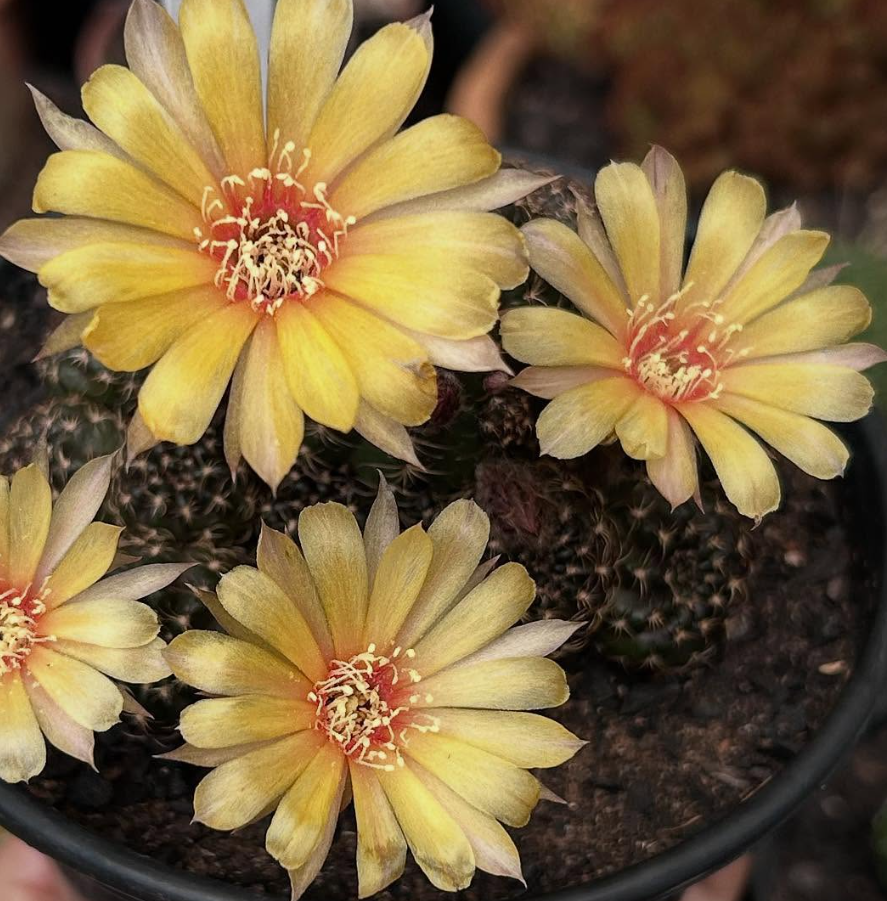 Lobivia arachnacantha 10 Pieces Seeds