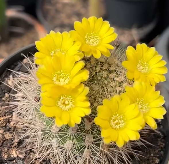 Weingartia Multispina 10 Pieces Seeds