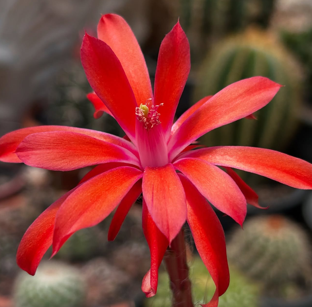 Matucana Krahnii 10 Pieces Seeds