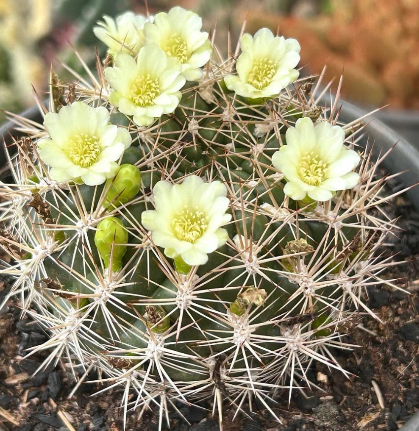 Weingartia Neocumingii Albiflora 10 Pieces Seeds