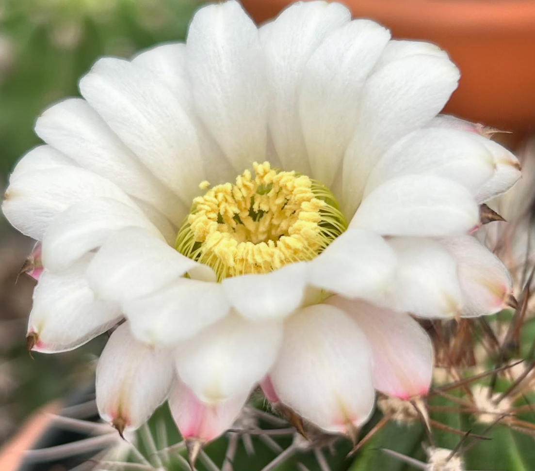 Acanthocalycium Spiniflorum 15 Pieces Seeds