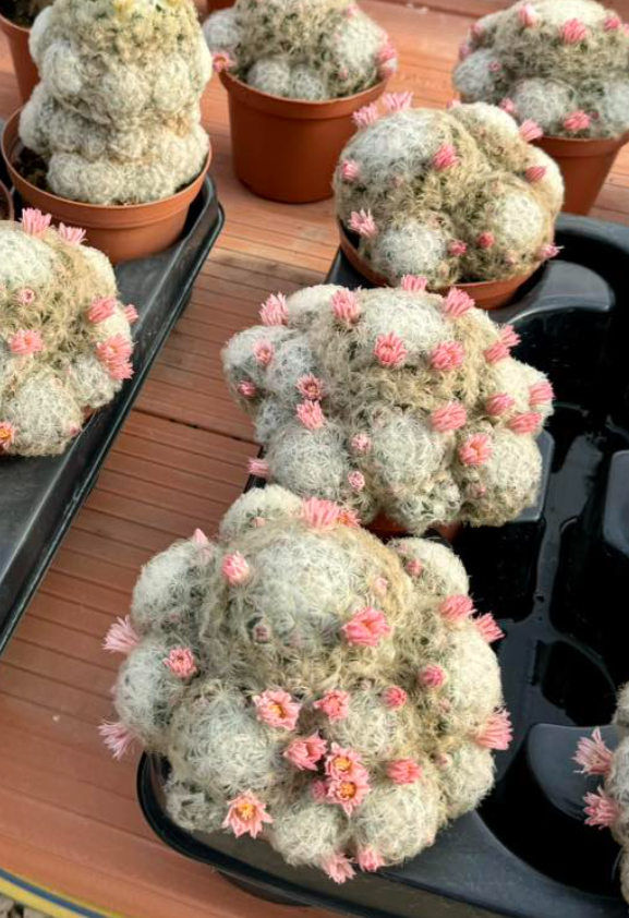 Mammillaria plumosa rosa 15 Pieces Seeds