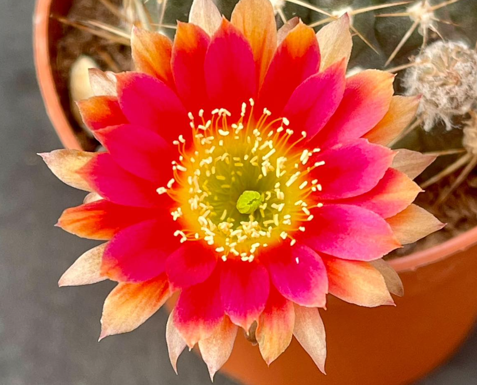 Lobivia “Golden Sunset” 10 Pieces Seeds