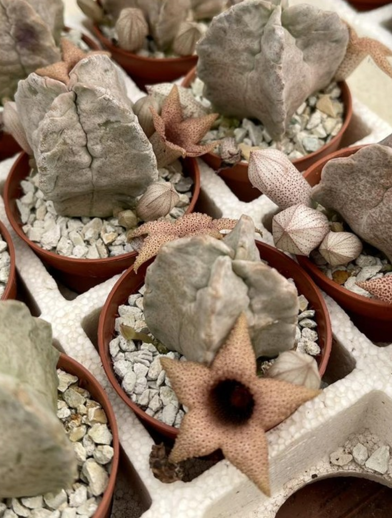 Whitesloanea crassa 6 Pieces Seeds