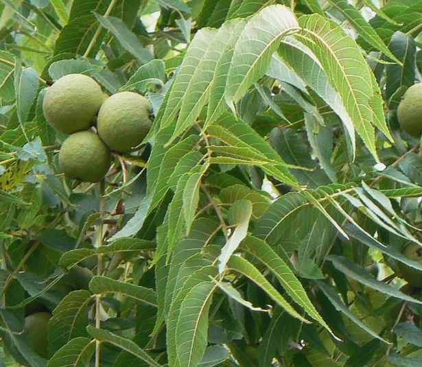 Juglans nigra ( black walnut ) 5 Pieces Seeds
