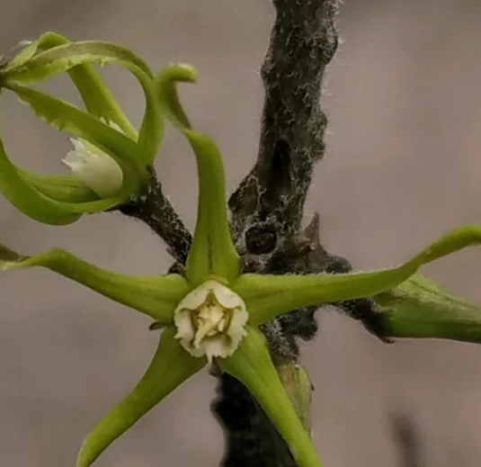 Cynanchum marnierianum 5 Pieces Seeds