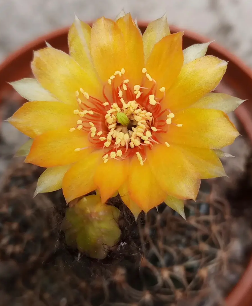 Echinopsis ancistrophora ssp. arachnacantha 10 Pieces Seeds