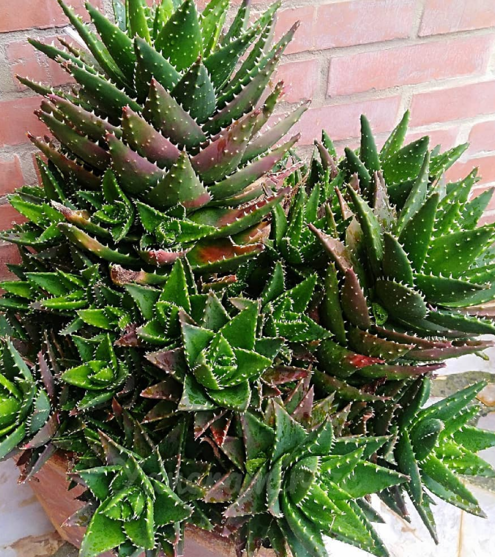 Aloe mitriformis 15 Pieces Seeds