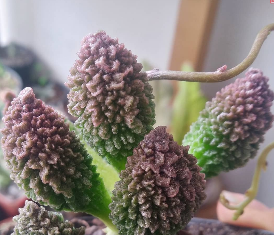 Adromischus marianae var. herrei 'Red Coral' 10 Pieces Seeds