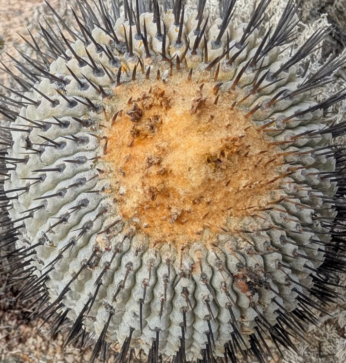 Copiapoa cinerea var. columna-alba 10 Pieces Seeds