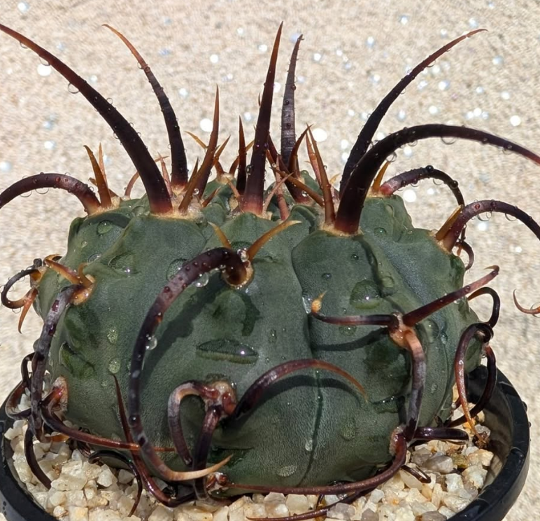 Gymnocalycium vatteri 10 Pieces Seeds
