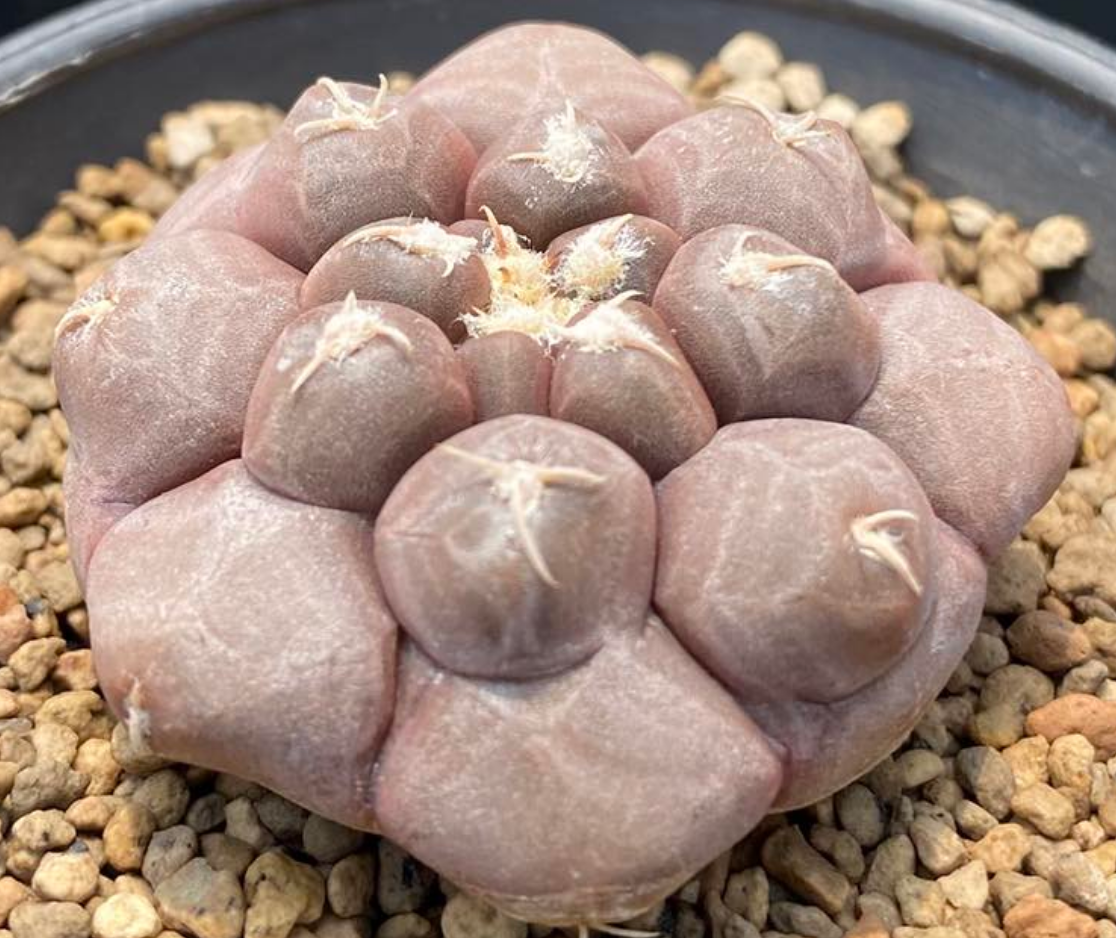 Gymnocalycium prochazkianum 10 Pieces Seeds