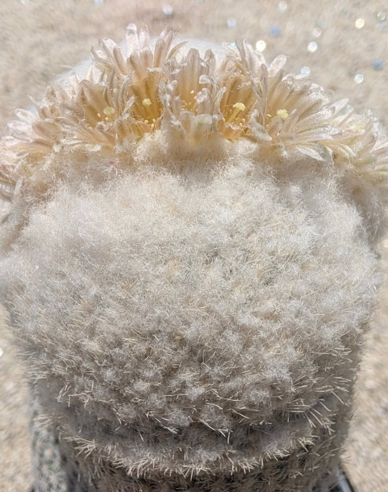 Epithelantha bokei 12 Pieces Seeds