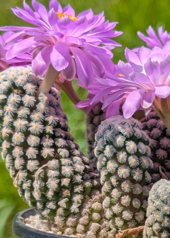 Mammillaria theresae 10 Pieces Seeds
