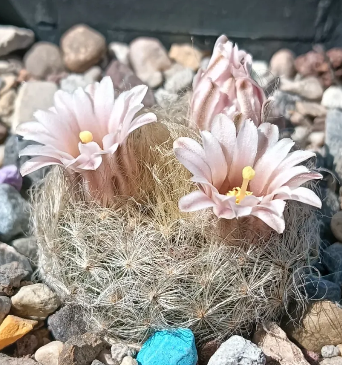 Mammillaria aureilanata 10 Pieces Seeds