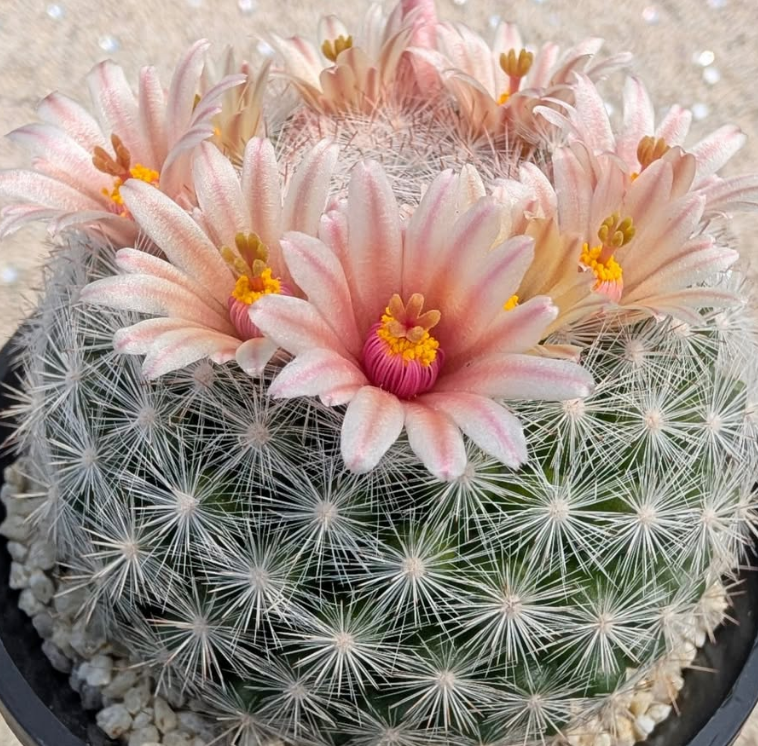 Mammillaria candida var. rosea 10 Pieces Seeds