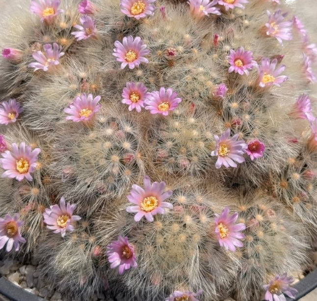 Mammillaria laui "Nobiro" 10 Pieces Seeds