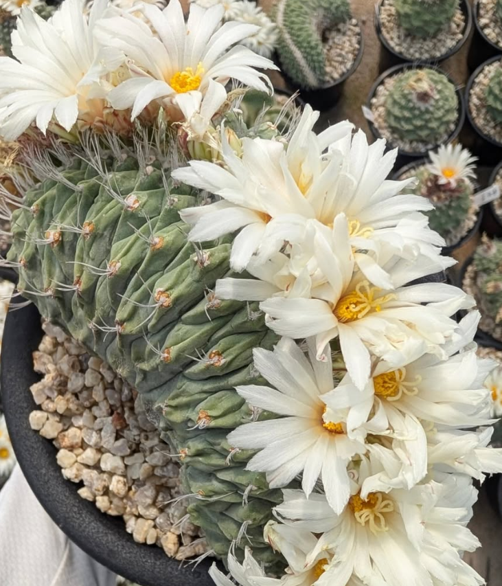 Strombocactus disciformis 10 Pieces Seeds