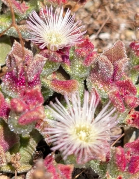 Mesembryanthemum crystallinum 10 Pieces Seeds
