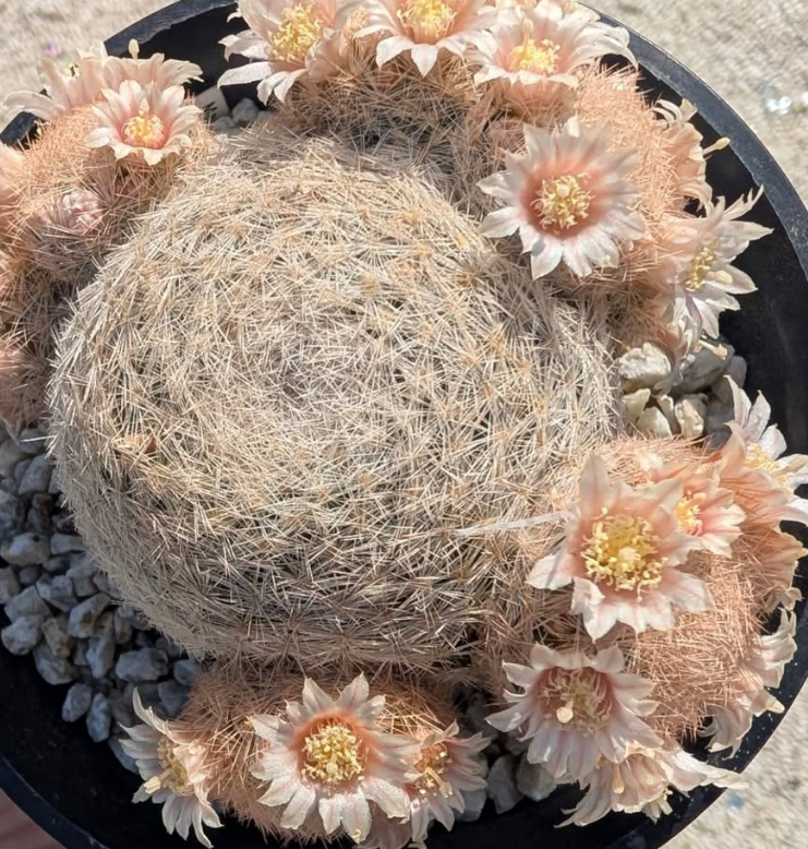 Mammillaria denudata 10 Pieces Seeds