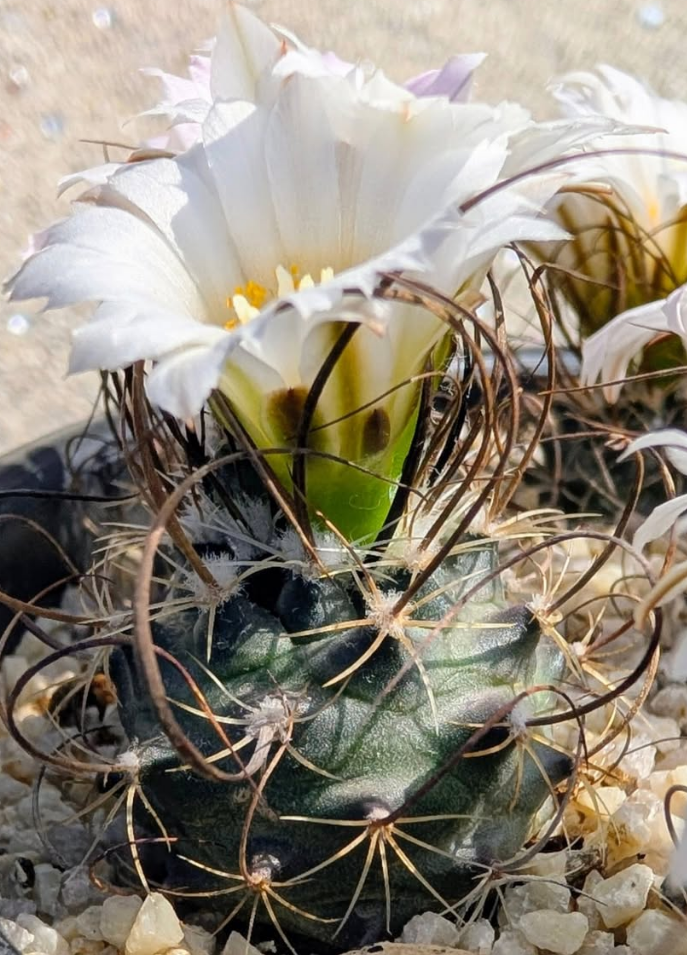 Turbinicarpus graminispinus 10 Pieces Seeds